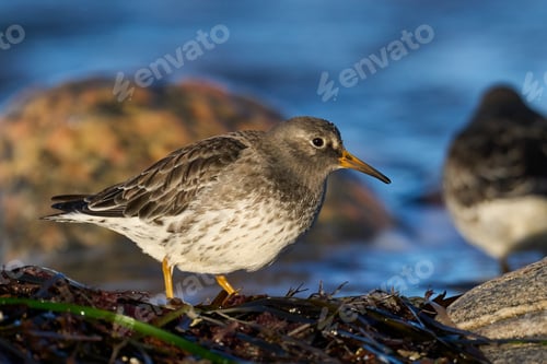 Preview: Purple sandpiper (Calidris maritima)