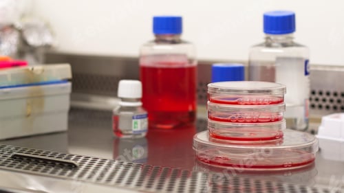 Preview: Science and Biotechnology, Laboratory Research, Cell Culture. Cells Biological Culture Concept