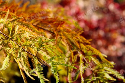 Preview: Close up image of colorful autumn Bald Cypress tree