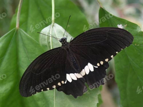 Preview: Closeup on a fresh emerged black and white common raven butterfly, Papilio castor, with spread wings