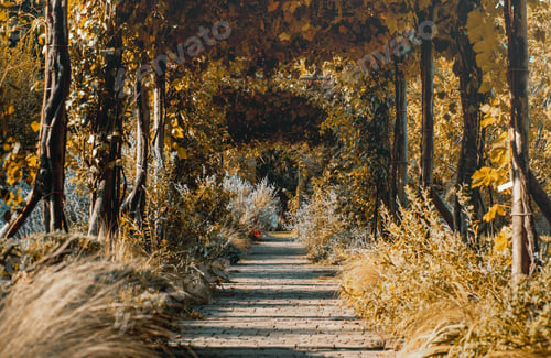 Preview: Landscape of a pathway in a garden during the golden hour