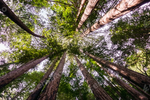 Preview: Looking up in a Redwood trees forest