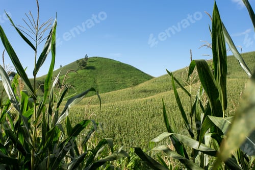 Preview: Corn farm on hill with blue sky and sunset background