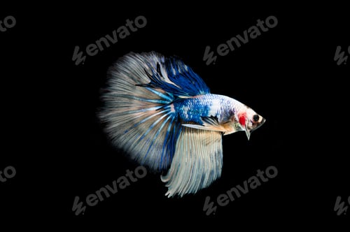 Preview: Beautiful colorful of siamese betta fish