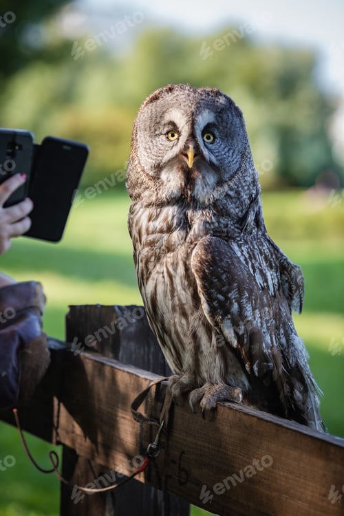 Preview: Beautiful bearded owl sitting on a fence in the park