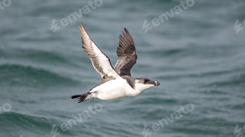 Preview: Graceful razorbill soaring over a serene body of water, riding a gentle wave