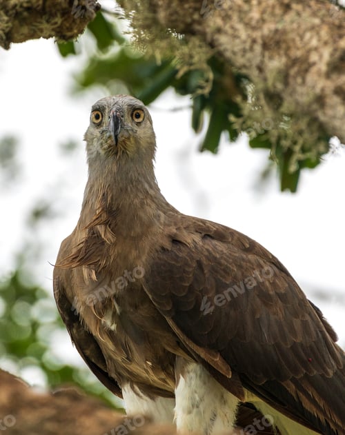 Preview: Grey-headed fish eagle starring close-up portrait photo. Details of the veins of the eyes
