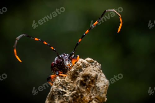 Preview: in the image you can see a specimen of the harlequin beetle (Acrocinus longimanus)