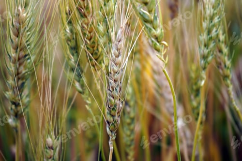 Preview: Closeup Of Ears Of Golden Wheat On The Field