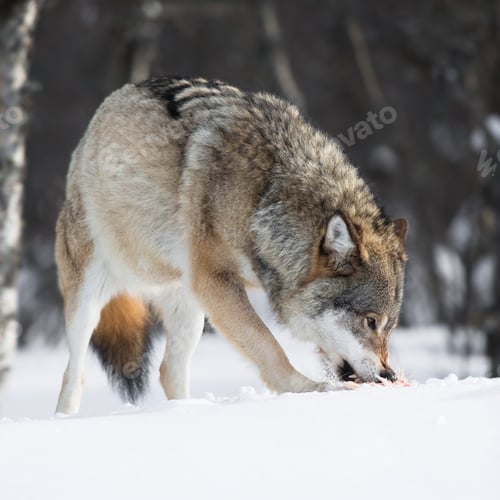 Preview: Wolf eating meat