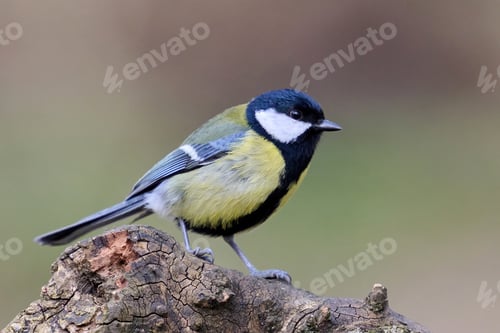 Preview: Great tit (Parus major)