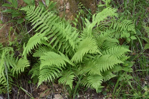 Preview: Closeup shot of Pteridophyte in a jungle