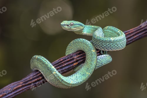 Preview: Side striped Palm Viper on branch