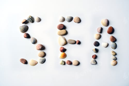 Preview: An isolated word sea lined with shells on a white neutral light background. Natural material