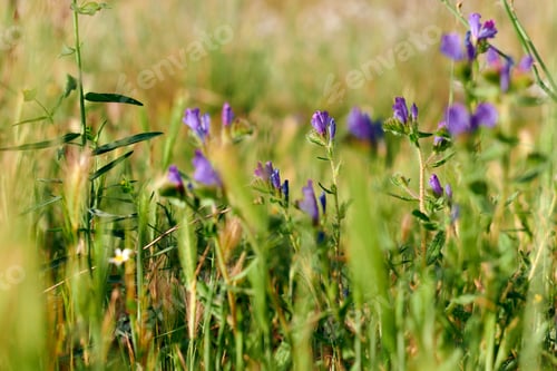 Preview: Violet or lilac colored flower. Crocus vernus