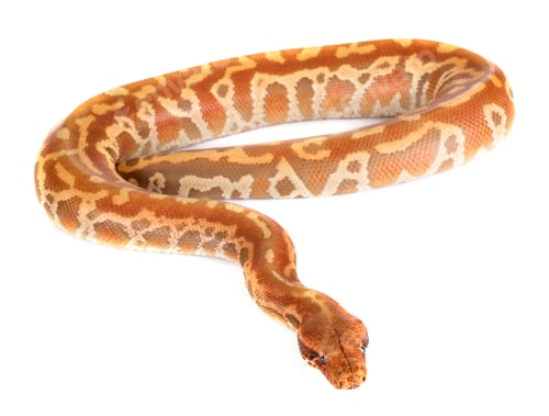 Preview: Python brongersmai in studio