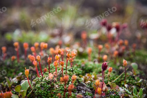 Preview: Group of moss seed sprouts in springtime