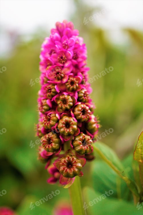 Preview: Flowers, Plants, Garden, Spring, dandelion, Green, Purple