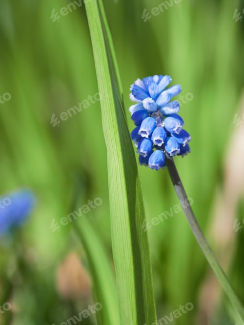 Preview: Single Muscari flower.