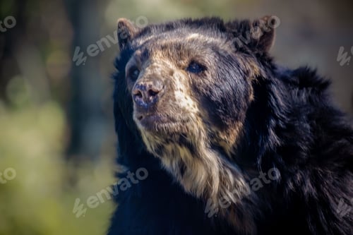 Preview: Black bear stands in profile looking ahead with a lush green forest backdrop