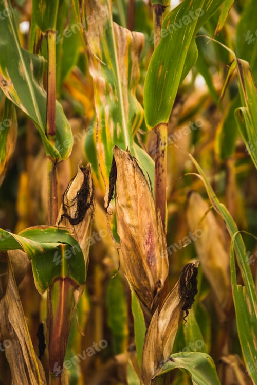 Preview: Corn in cob in field. Brown and green leaves, Autumn time