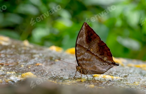Preview: Close up view of brown butterfly stay and eat some fruits on the rock near the forest