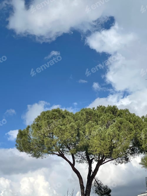 Preview: Tree Against Blue Sky with White Clouds