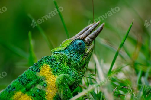 Preview: Vibrant chameleon in lush grass