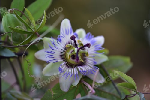 Preview: Beautiful passion flower in the garden, close up
