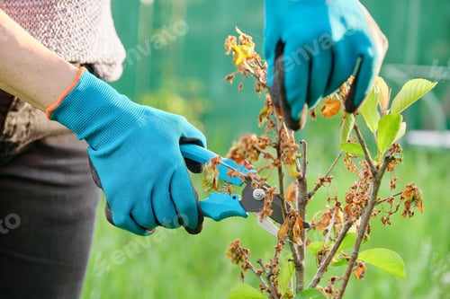 Preview: Gardeners hands with secateurs, cutting dry branches from young fruit tree