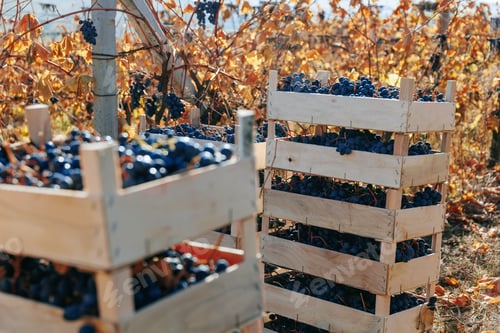Preview: Field to Crate Gathering the Finest Black Grapes