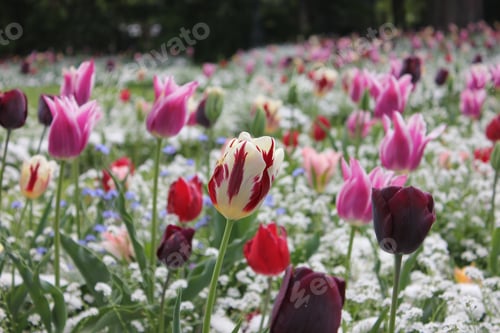 Preview: Multicolored Tulips in flower field