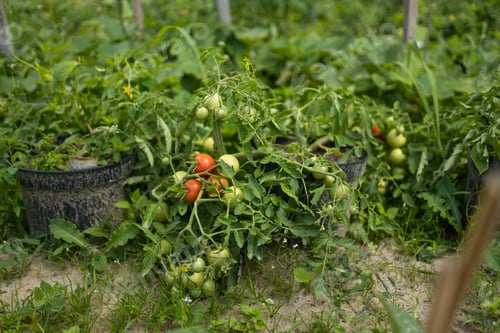 Preview: Beds with bushes of green tomatoes in the open ground tied to a wooden peg. Greenhouse with tomato