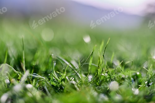 Preview: Leaves of green young grass on the background of the alpine mountains, a spring landscape close-up