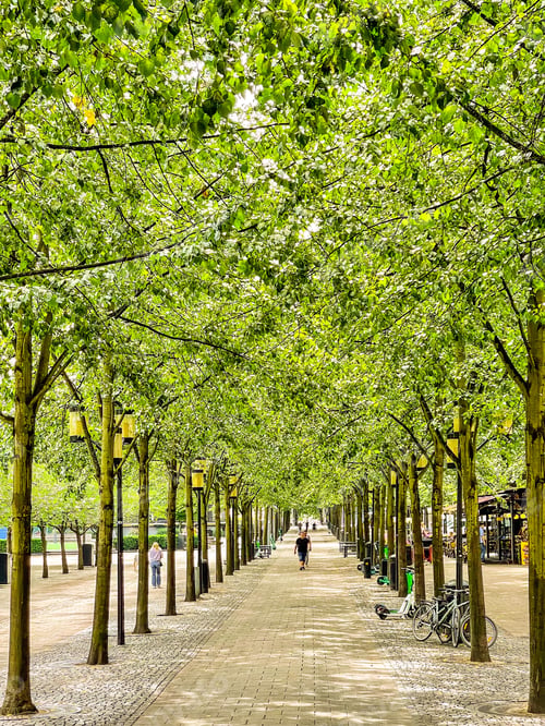 Tree Lined Path on a Sunny Day