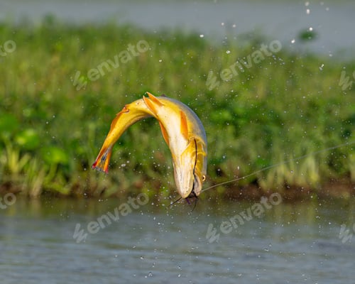Preview: Golden dorado fish leaping to catch fishing lure in a river in Argentina