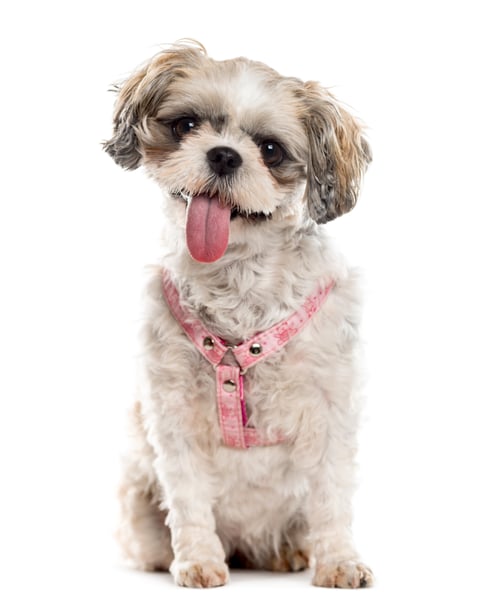 Preview: Shih Tzu sticking the tongue out, isolated on white