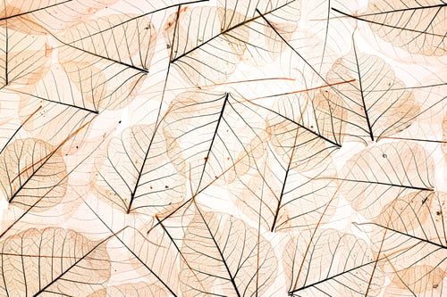 Preview: Transparent leaves background
