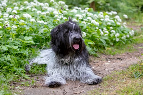 Preview: Schapendoes or Dutch Sheepdog, cute dog portrait.