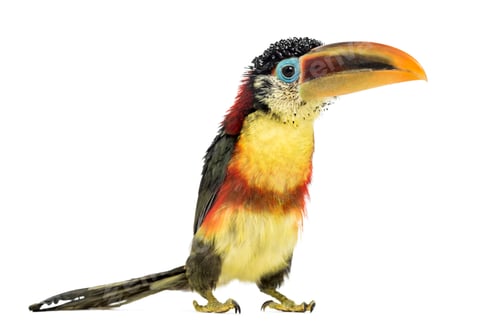 Preview: Curl-crested aracari, isolated on white