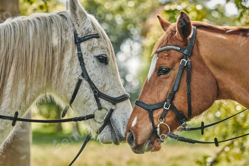 Preview: Pets, horses and nature on farm, field and closeup in woods or agriculture with health, wellness an