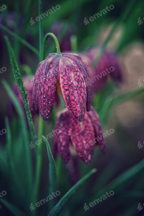 Preview: Background. Purple flowers tulip, hazel grouse, blooming in spring