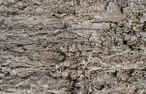 Preview: Old tree bark texture background. Gray wood skin abstract background. Pattern of natural tree bark