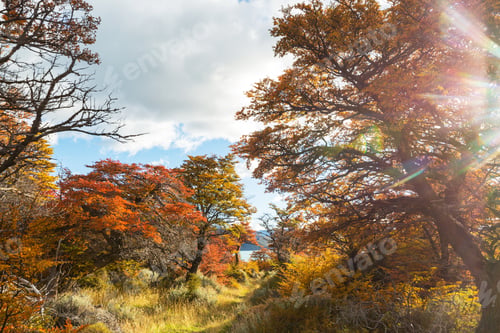 Preview: Autumn forest