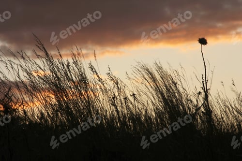 Preview: thorns and plants at sunset