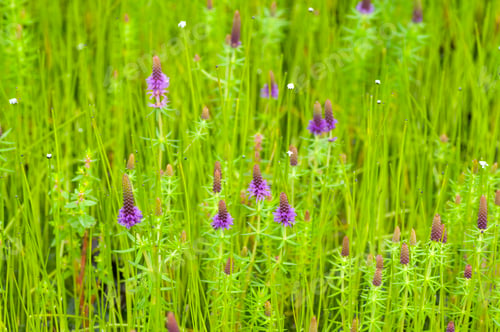 Preview: Beautiful wild flowers in a meadow, Flower background.