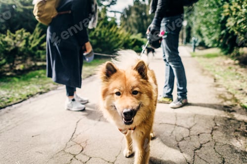 Preview: Portrait of Eurasier with young couple standing on footpath at park