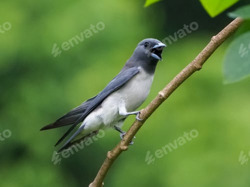 Preview: white breasted swallow