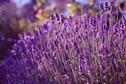 Preview: Lavender flowers at sunset rays, Blooming Violet fragrant lavender flower summer landscape