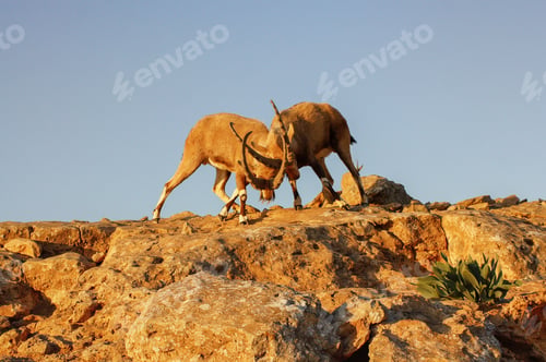 Preview: Ibexes